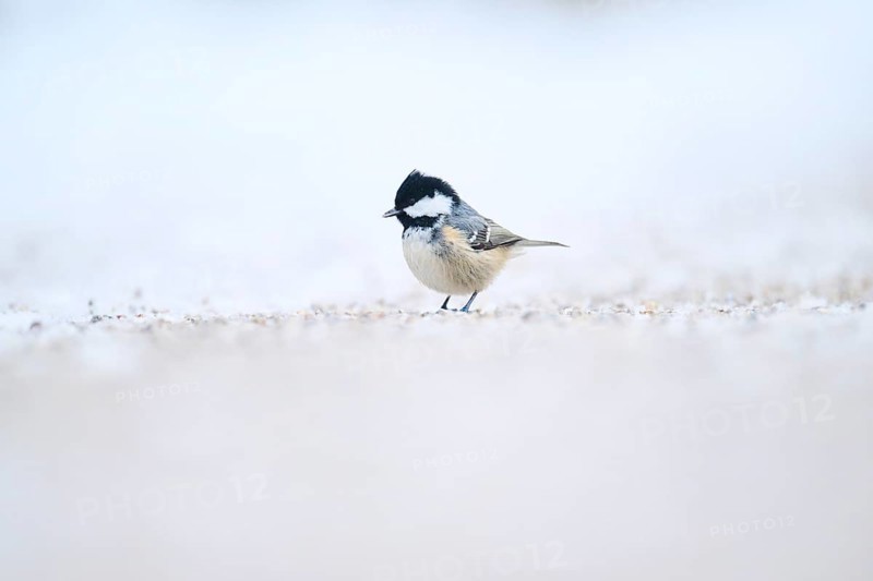 Coal tit (Periparus ater) on the ground in the snow in winter, Bavaria, Germany, Europe