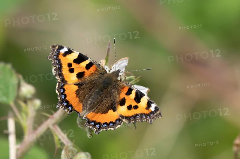 Small tortoiseshell butterfly (Aglais urticae) adult insect feeding on a Bramble flower in summer, England, United Kingdom, Europe