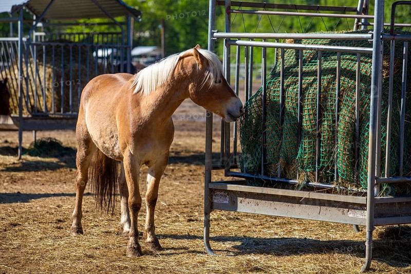 Horses in the paddock