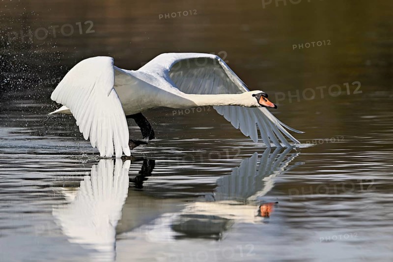Mute swan (Cygnus olor), taking off from the water, Flachsee, Switzerland, Europe