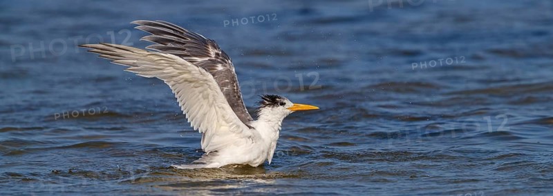 Common Tern, flight photo, (Thalasseus bergii), landing in the water, East Khawr / Khawr Ad Dahariz, Salalah, Dhofar, Oman, Asia