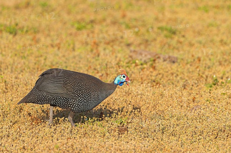 Helmeted guineafowl (Numida meleagris), family of guinea fowl, Addo Elephant National Park, Addo, Western Cape, South Africa, Africa