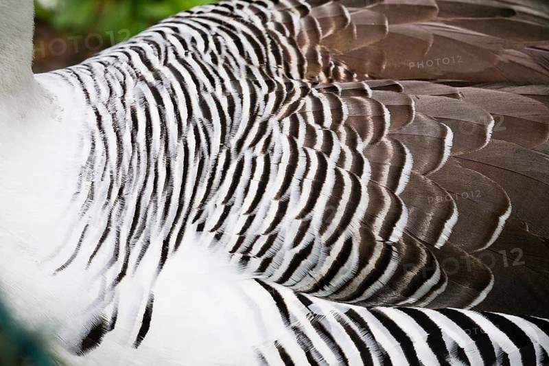 Upland Goose (Chloephaga picta), a detailed view of the striated plumage of an adult male bird, native to South America, captive, Germany, Europe