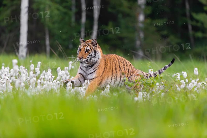 One young female Siberian Tiger, Panthera tigris altaica, running thru tall cottongrass. Early morning light