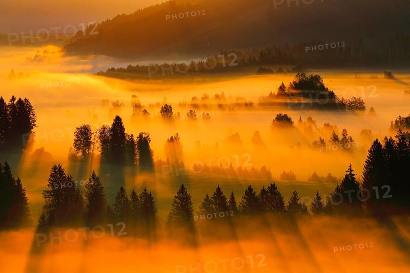 Fog and forest at the Rothenthurm high moor, Canton Schwyz, Switzerland, Europe