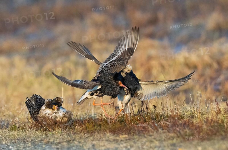 Ruff (Calidris pugnax) two males in breeding plumage at lek, fighting over female, another male looking on, Pokka, Finnish Lapland