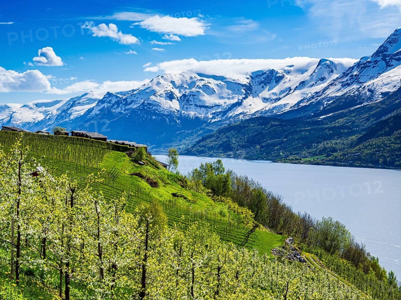 View of snow-covered mountains, fjord and apple trees in bloom, campsite of Lofthus at top of hill, camping huts, spring, Hardangerfjord near Lofthus, Hardanger, Norway, Europe