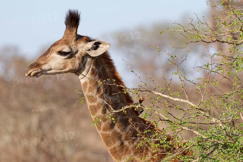 South African giraffe (Giraffa camelopardalis giraffa) with red-billed oxpecker (Buphagus erythrorynchus) on its neck, young animal foraging, head close-up, Kruger National Park, South Africa, Africa
