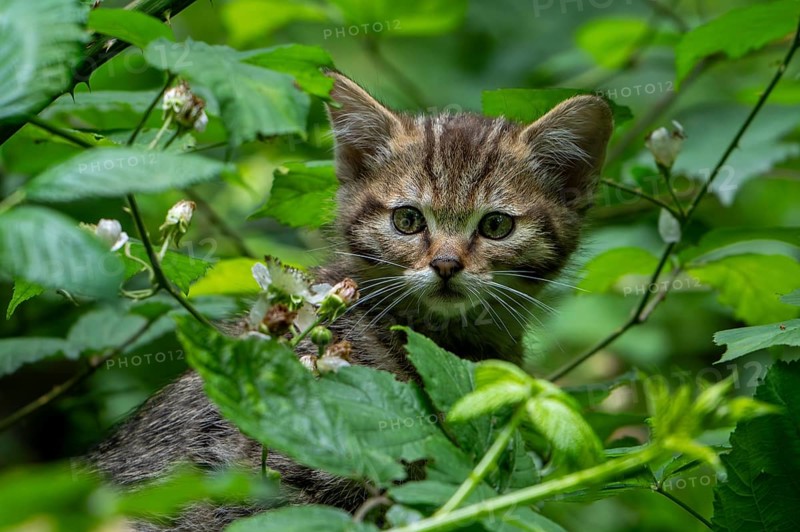 European wildcat, wild cat (Felis silvestris silvestris) 7 week old kitten hiding in underbrush, thicket with bramble bushes in spring