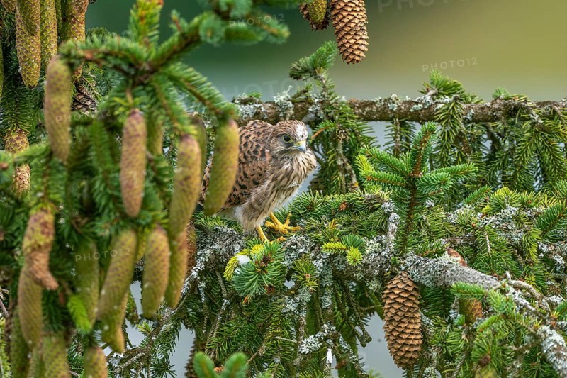 Common kestrel (Falco tinnunculus), young bird not yet able to fly sitting on a branch outside the nest, Rhineland-Palatinate, Germany, Europe