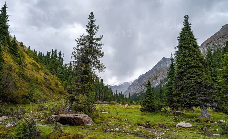 Green mountain valley with forest, Chong Kyzyl Suu Valley, Terskey Ala Too, Tien-Shan Mountains, Kyrgyzstan, Asia