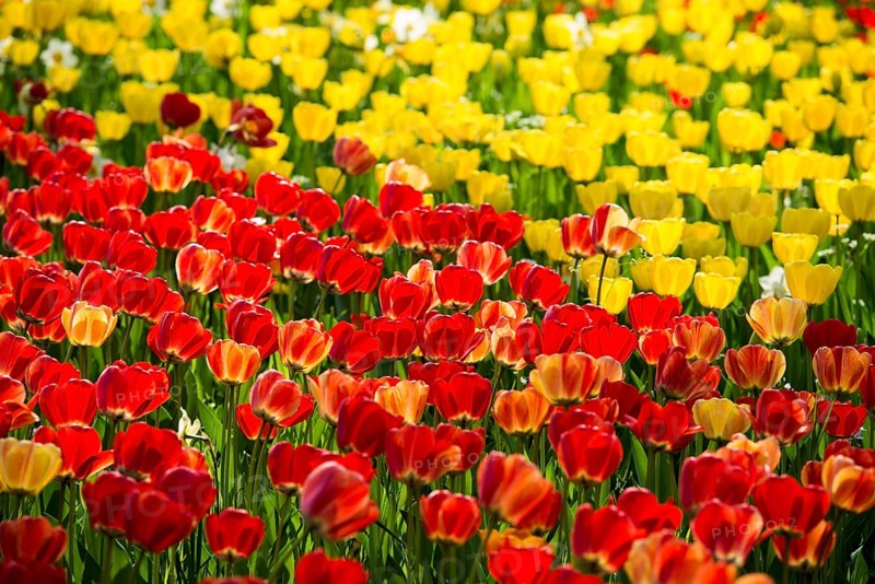 Flower meadow with colourful tulips, Mainau Island, Lake Constance, Baden-Württemberg, Germany, Europe