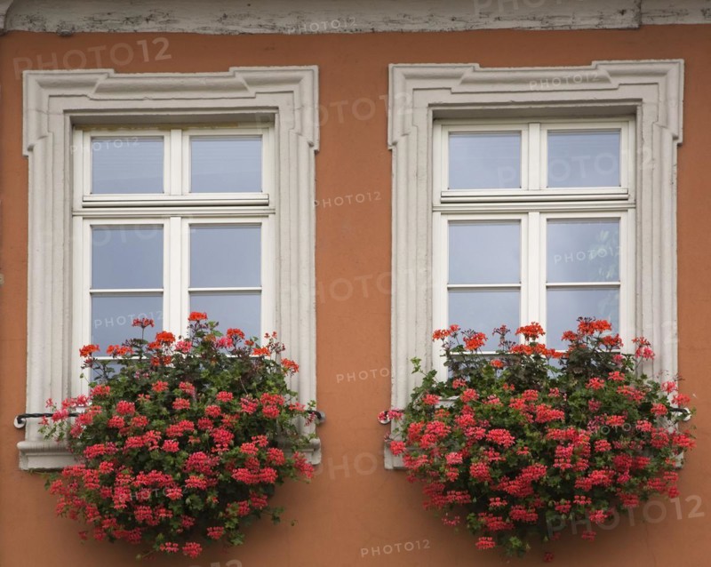 Old orange painted stucco cladded architectural style building facade with greyish white trim windows decorated with red geranium flowers in flower boxes, Schwetzingen, Germany, Europe