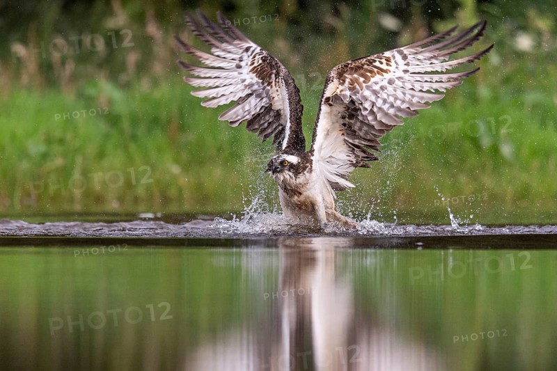 Western osprey (Pandion haliaetus) hunting, Aviemore, Scotland, Great Britain