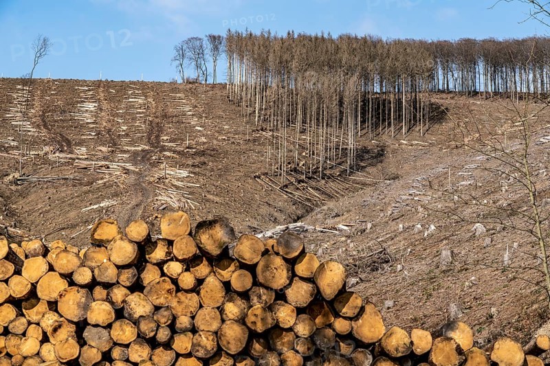Cleared forest area north of the village of Öventrop, district of Arnsberg, dead spruce stands were felled, dead trees due to bark beetle infestation, Arnsberg Forest, North Rhine-Westphalia, Germany, Europe