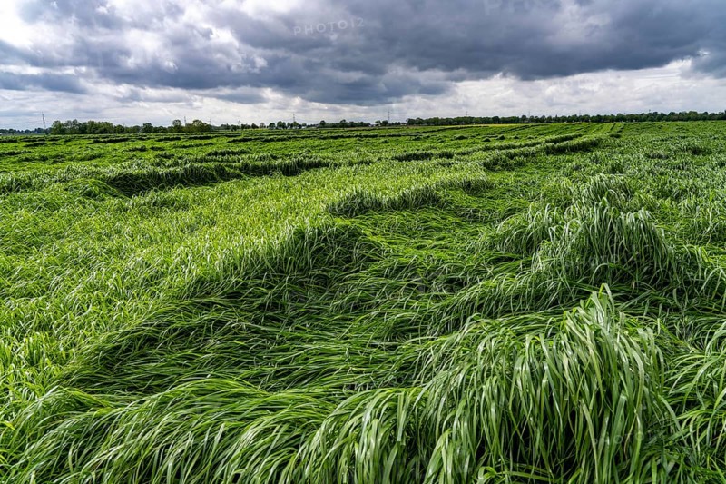 Field of downed blades of grass after heavy rain, near Geilenkirchen North Rhine-Westphalia, Germany, Europe