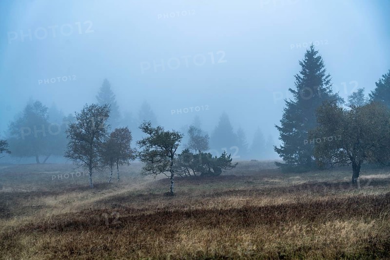 The high heath on the Kahler Asten, mountain in the Sauerland, in autumn fog, Winterberg, North Rhine-Westphalia, Germany, Europe