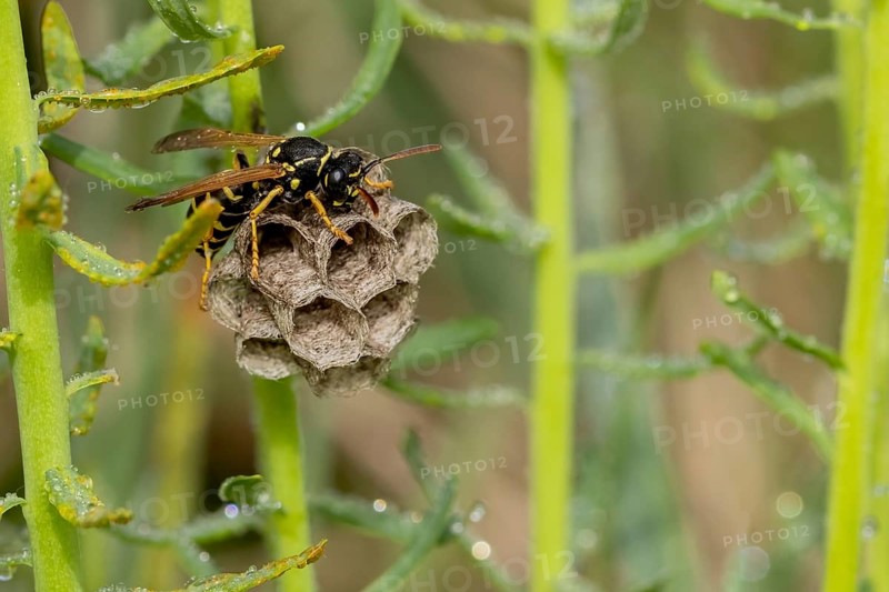 A wasp sits on its small nest surrounded by green plants with drops of water