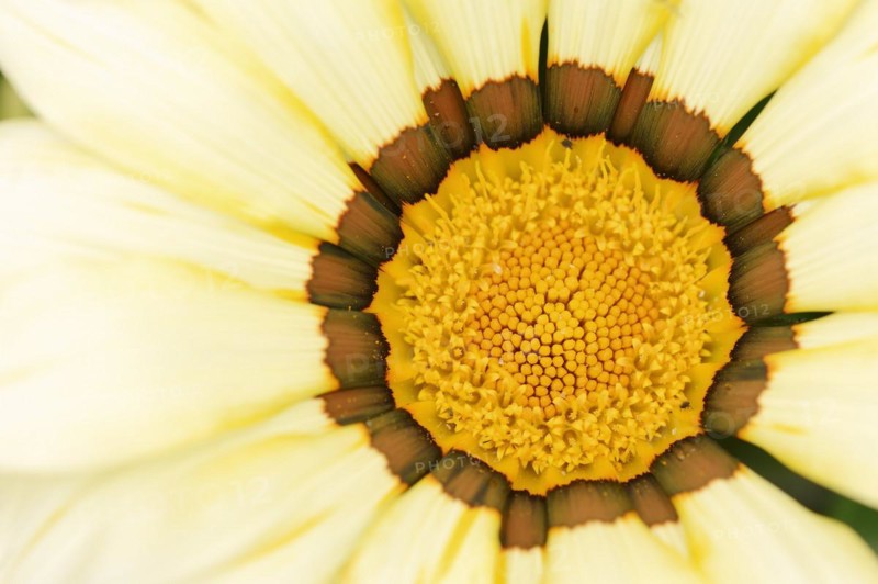 Gazania or Mittagsgold (Gazania hybride), flower detail, ornamental plant, North Rhine-Westphalia, Germany, Europe