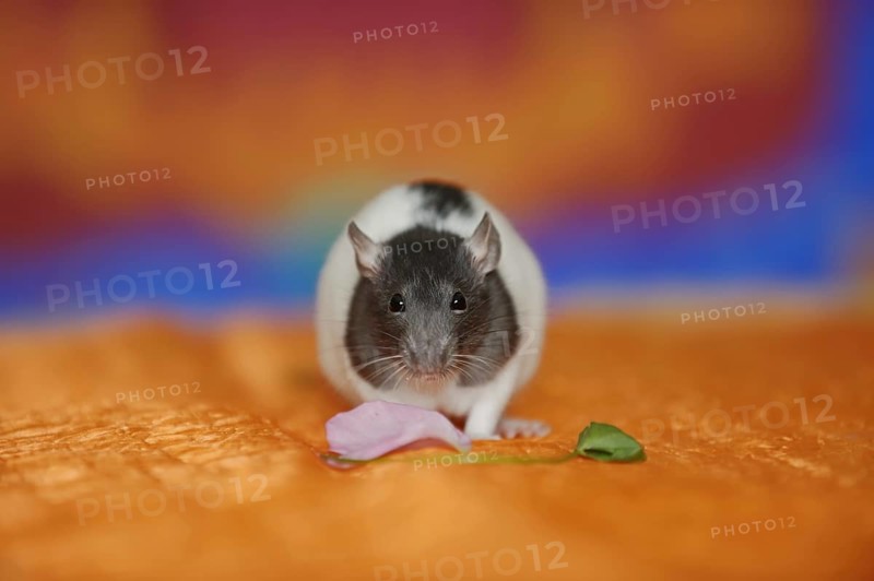 Coloured rat (Rattus novegicus forma domestica), young animal
