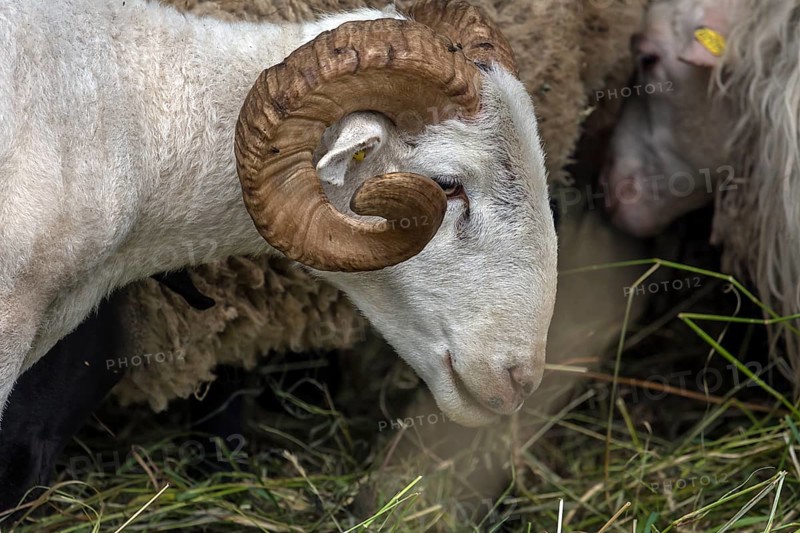 Male, shorn Moorschnucke with horn (Ovis aries), Rehna, Mecklenburg-Vorpommern, Germany, Europe