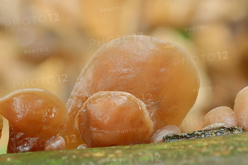 Judas ear or elder mushroom (Hirneola auricula-judae, Auricularia auricula-judae), North Rhine-Westphalia, Germany, Europe