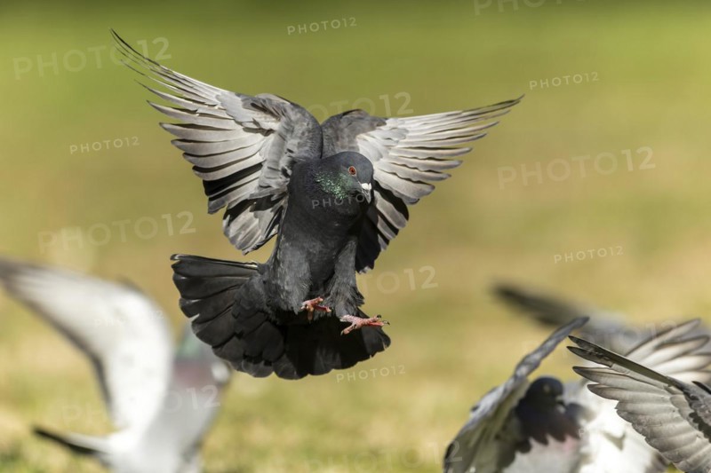 City dove (Columba livia forma domestica) in flight, wildlife, Germany, Europe
