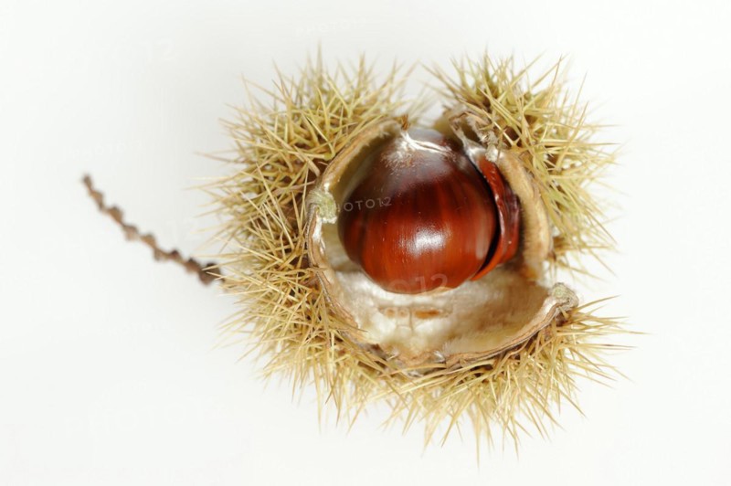Sweet chestnut or sweet chestnut (Castanea sativa), fruit, chestnut on a white background