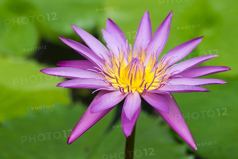 Purple water lily against green background