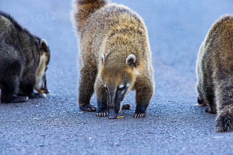South American coati (nasua nasua) Pantanal Brazil