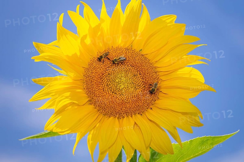 The sun shines down from the sky on a sunflower where some bees are collecting the nectar of the blossom, Frankfurt am Main, Hesse, Germany, Europe