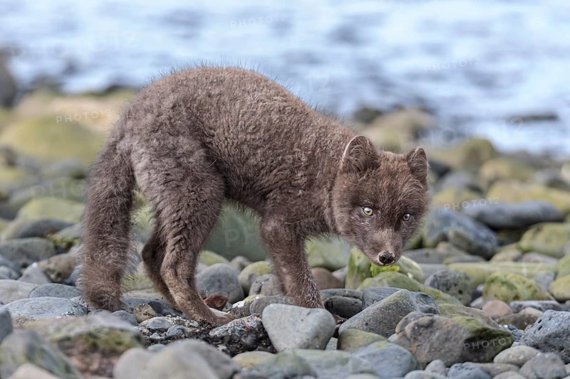 Dark arctic fox (Vulpes lagopus) standing on stones by the sea, curious, East Fjords, Iceland, Europe