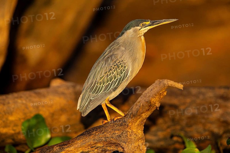 Mongrove Heron (Butorides striatus) Pantanal Brazil