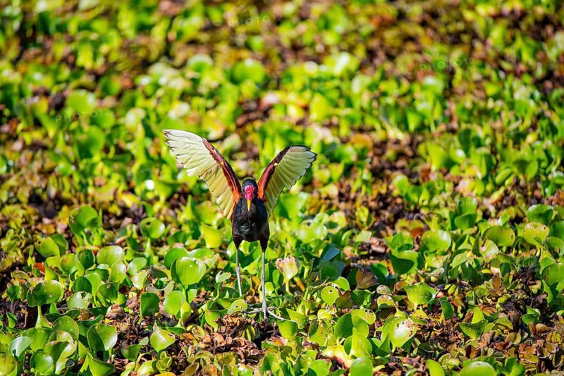 Red-fronted leaflet (Jacana jacana) Pantanal Brazil