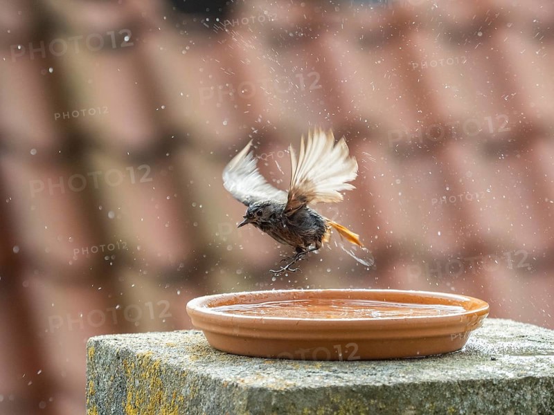 Black Redstart (Phoenicurus ochruros) adult female, flapping its wings, bathing in a bird bath, situated on a balcony, Hesse, Germany, Europe