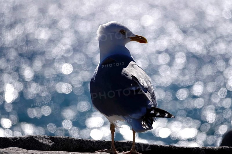 Seagull in front of the glittering waters of the Baltic Sea, Mecklenburg-Vorpommern, Germany, Europe