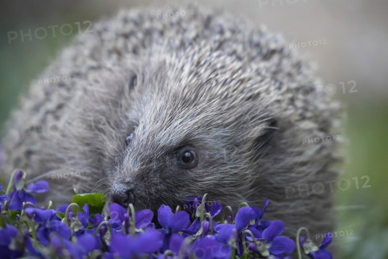 European hedgehog (Erinaceus europaeus) adult animal walking across flowering Violet flowers in a garden, England, United Kingdom, Europe
