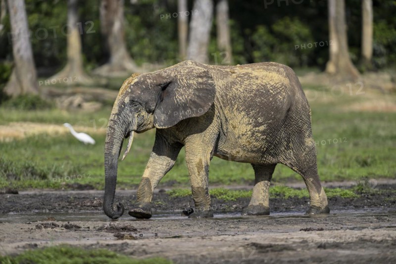 African forest elephant (Loxodonta cyclotis) in the Dzanga Bai forest clearing, Dzanga-Ndoki National Park, Unesco World Heritage Site, Dzanga-Sangha Complex of Protected Areas (DSPAC), Sangha-Mbaéré Prefecture, Central African Republic, Africa
