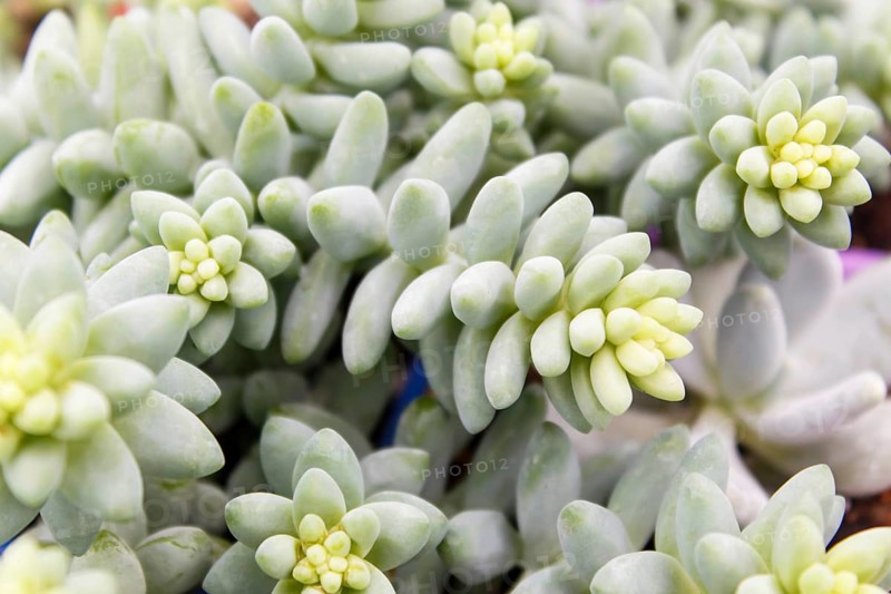 Beautiful succulent plant in greenhouse. Closeup, floral patterns, selective focus