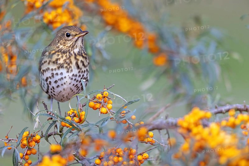 Song thrush (Turdus philomelos), Heligoland Island, Schleswig-Holstein, Federal Republic of Germany