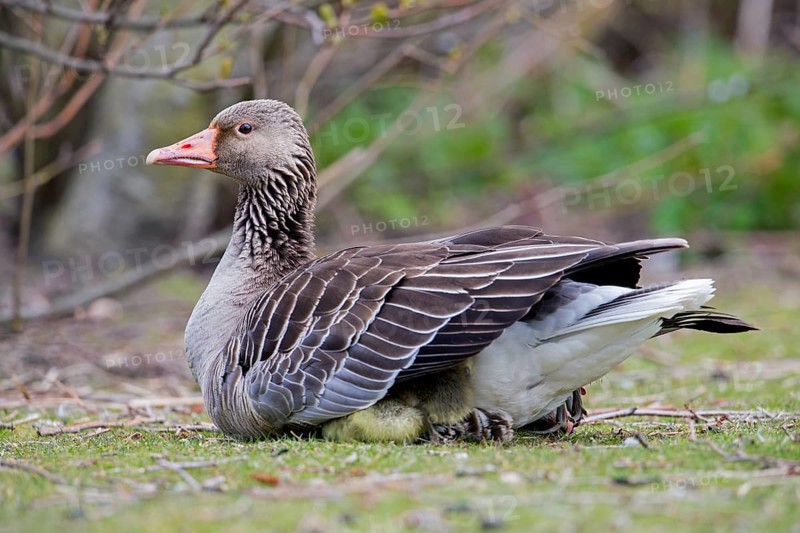 Greylag goose, graylag goose (Anser anser) goslings hiding under mother's wings in spring