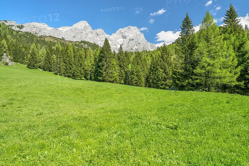 Alpine meadow in front of the Gosaukamm, blue sky, Dachstein massif, Filzmoos, Pongau, Salzburg, Austria, Europe