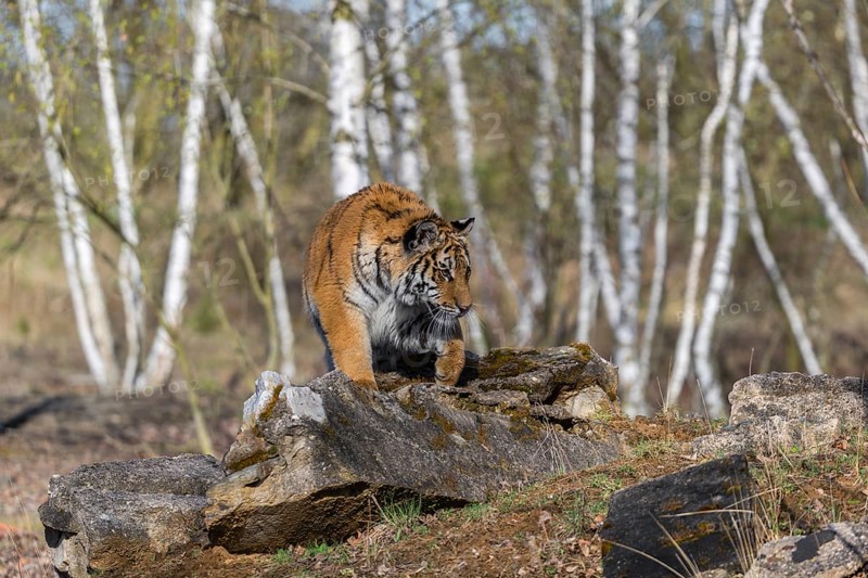 One young female Siberian Tiger, Panthera tigris altaica, walking thru a birch tree forest. Early morning light