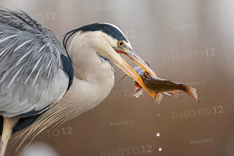 Grey heron (Ardea cinerea) with catfish as prey, hunting, fishing, preying, sunrise, morning light, Kiskunsag National Park, Hungary, Europe