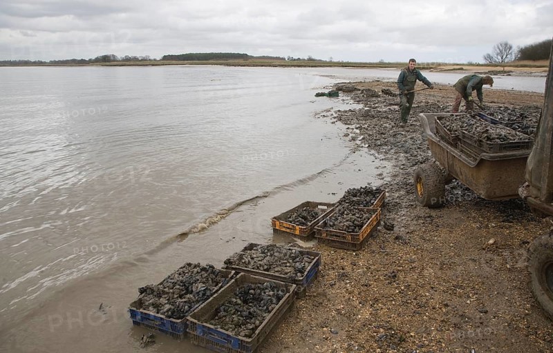 Men collecting mussels from the River Deben near Ramsholt, Suffolk, England, United Kingdom, Europe