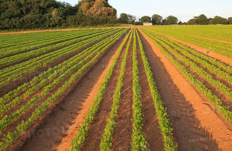 Green lines of carrot crop growing in sandy soil, Shottisham, Suffolk, England, UK