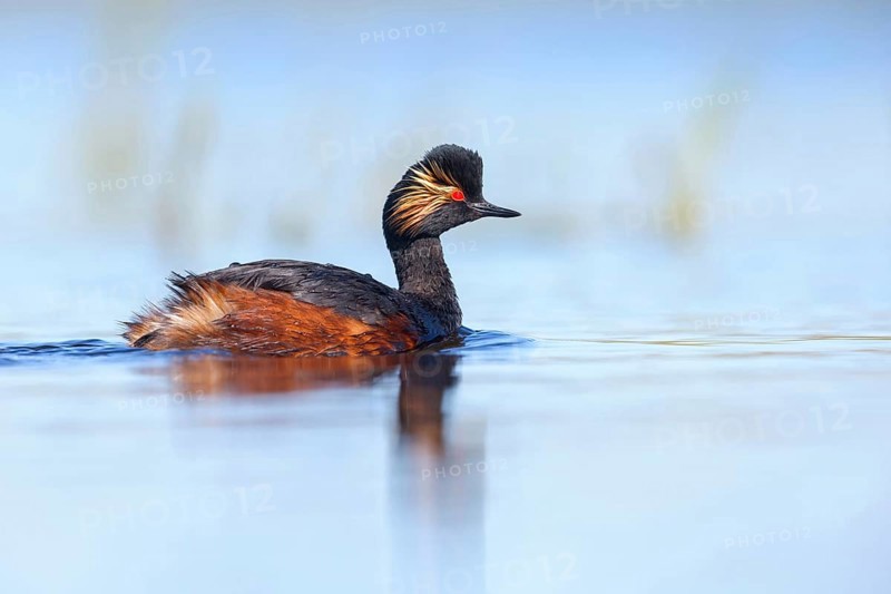 Black-necked grebe (Podiceps nigricollis), swimming in the water, Hides de El Taray / Floating Hid, Villafranca de los Caballeros, Castilla La Mancha / Toledo, Spain, Europe
