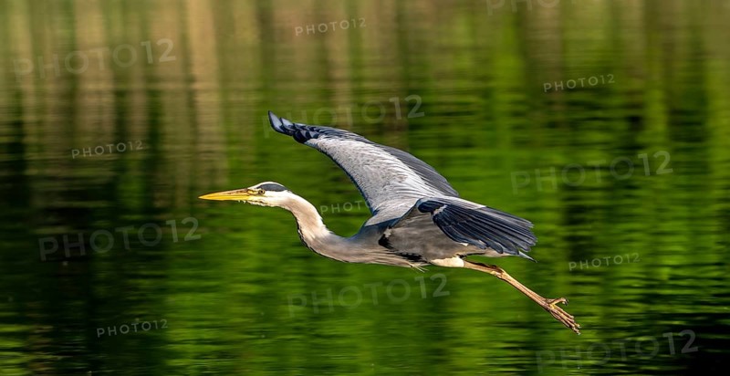 Flying grey heron (Ardea cinerea) in breeding plumage taking off from lake shore in spring