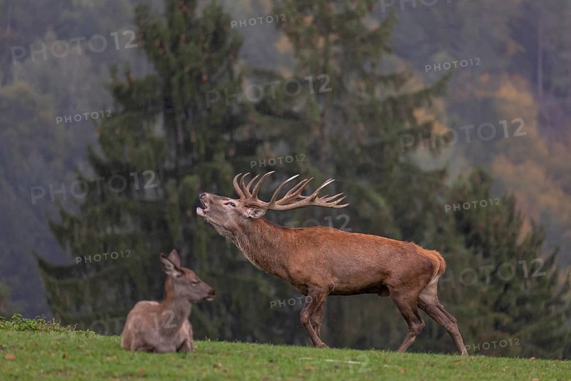 One Red Deer stag (Cervus elaphus) in rutting season, standing calling on a green meadow. A forest in fall foliage and early morning mist in the background