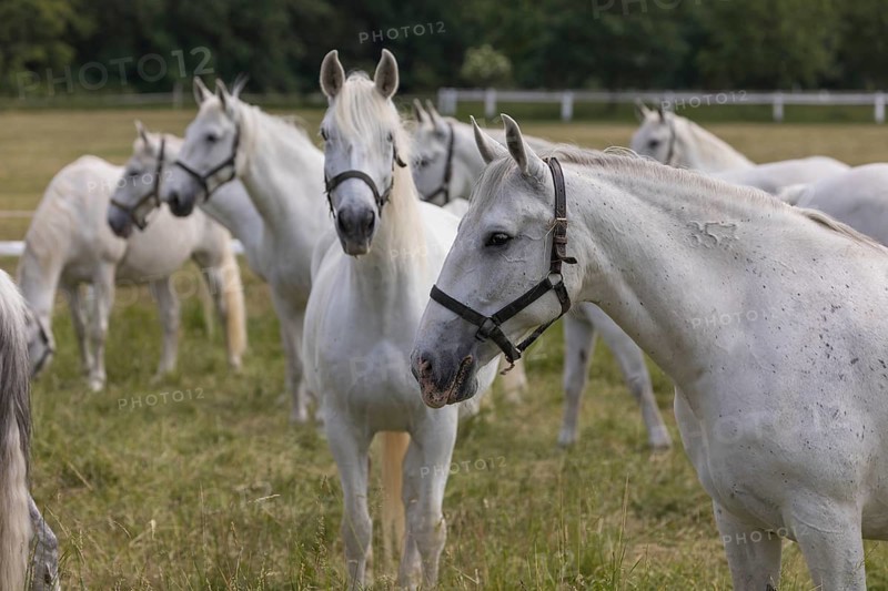 Kladruber horse, mares, standing on the paddock. National Stud Farm Kladruby nad Labem